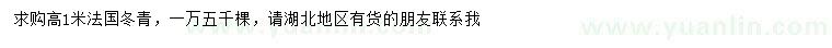 求购高1米法国冬青