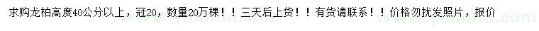 求购高度40公分以上龙柏