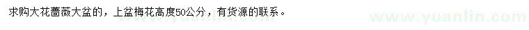 求购大花蔷薇、高50公分梅花