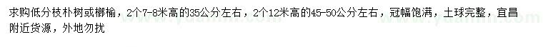求购高7-8、12米低分枝朴树、榔榆