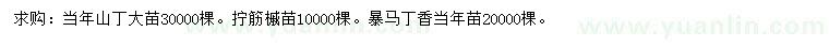 求购山丁大苗、拧筋槭苗、暴马丁香