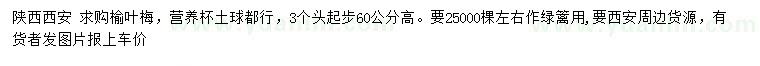 求购高60公分榆叶梅