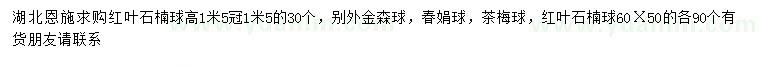 求购红叶石楠球、金森球、春娟球等