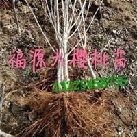 樱桃苗/福源大樱桃苗木sell/樱桃