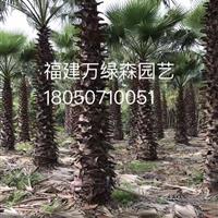 福建漳州华盛顿棕榈华棕老人葵批发价格/福建万绿森园艺场