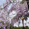 10公分日本多花紫藤和10公分科罗拉多蓝杉