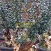 福建漳州紫薇桩头大型生产基地 漳州紫薇桩头盆景的价格