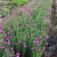 萧山草花供应 萧山草花品种 萧山草花基地 萧山草花批发配送