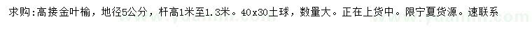 求购地径5公分高接金叶榆