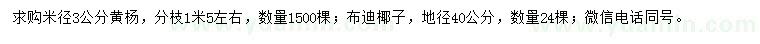 求购米径3公分黄杨、地径40公分布迪椰子