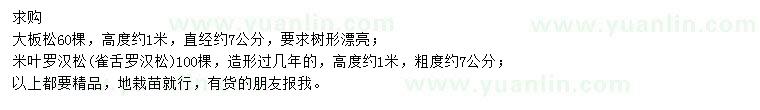 求购高1米大板松、米叶罗汉松