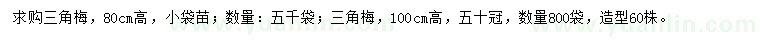 求购高80、100公分三角梅