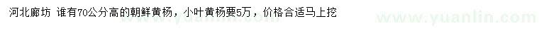 求购高70公分朝鲜黄杨、小叶黄杨