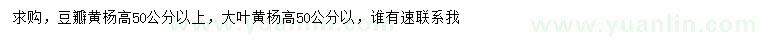 求购高50公分以上豆瓣黄杨、大叶黄杨