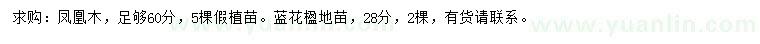 求购足60公分凤凰木、28公分蓝花楹