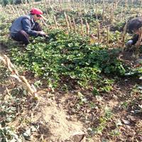 草莓苗批发市场 今年草莓苗行情价格如何 草莓苗什么季节种好