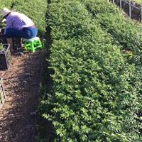 浙江萧山草花基地－满天星工程苗种植配送