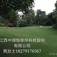 果岭草，优质草坪，百慕达，混播草，草坪基地，大量供应