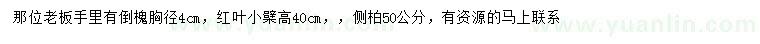 求购倒槐、红叶小檗、侧柏