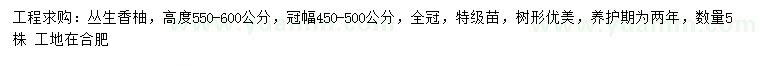 求购高550-600公分丛生香柚