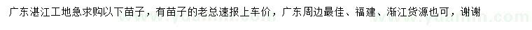 求购垂枝榕、细叶榄仁、海南蒲桃等