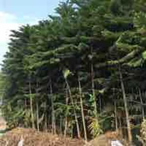 南洋杉 供应各种规格南洋杉3-15公分
