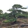 北海地区造型大型罗汉松风景田园绿化景观树