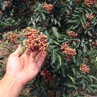 韩城无刺花椒苗 狮子头花椒苗 大红袍花椒苗哪里有基地 陕西