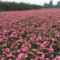 月季种植基地.买月季到四川成都千蜀月季种植基地.大花月季价格