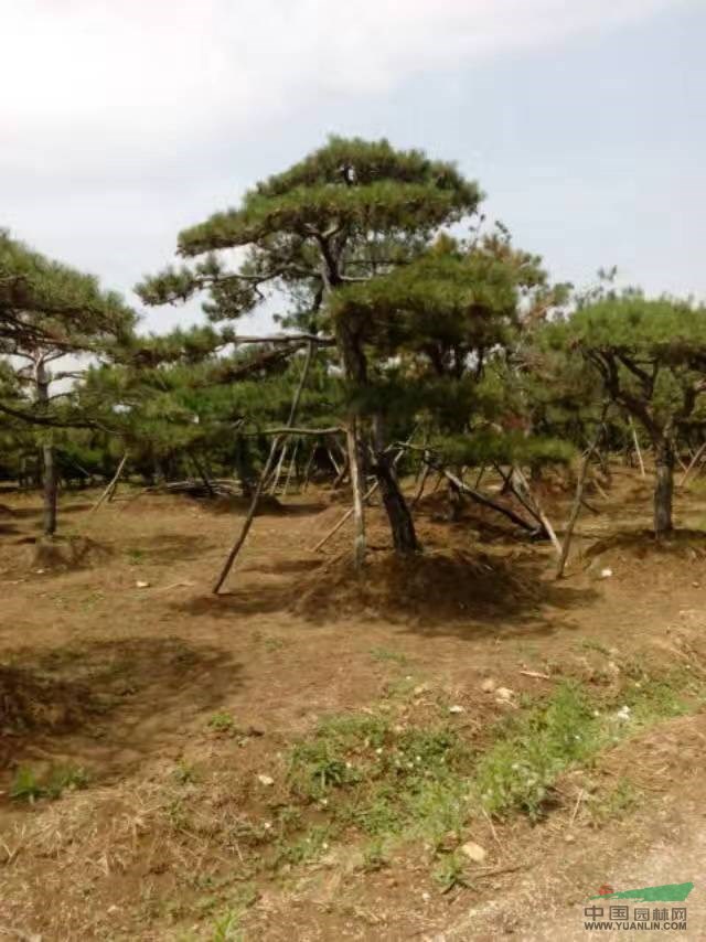 山東泰安造型黑松價格造型黑松基地造型黑松產地造型黑松圖片