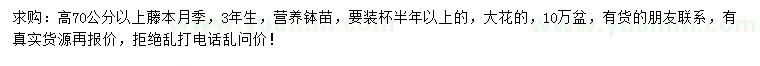 求购高70公分以上藤本月季