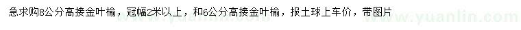 求购6、8公分高接金叶榆