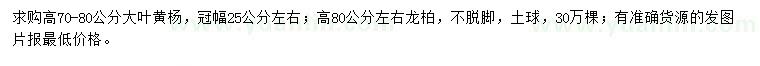 求购高70-80公分大叶黄杨、高80公分左右龙柏