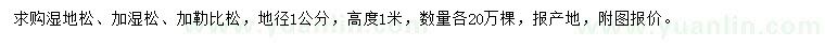 求购湿地松、加湿松、加勒比松