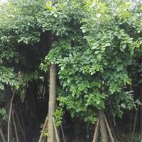 鄂西红豆 (花榈木 )胸径15cm，高5一6米袋苗