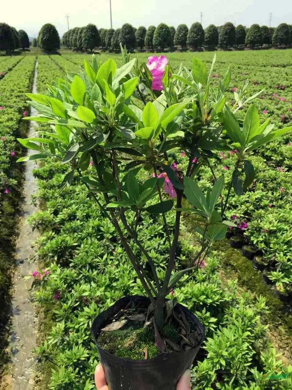 四川春鹃小苗散笼子成都夏鹃杯苗球温江比利时西洋杜鹃16杯价格