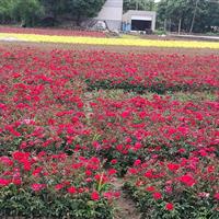 月季树状月季花丰花大花红帽子黄帽子小杯大杯绿化工程