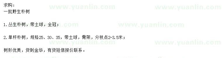 求购丛生朴树、25、30、35公分单杆朴树