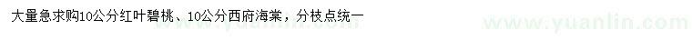 求购10公分红叶碧桃、西府海棠