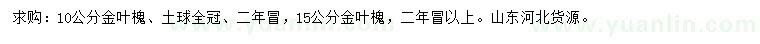 求购10、15公分金叶槐