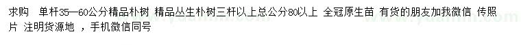 求购35-60公分朴树、80公分以上丛生朴树