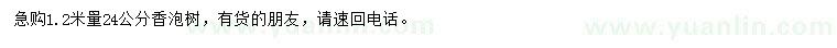 求购1.2米量24公分香泡树