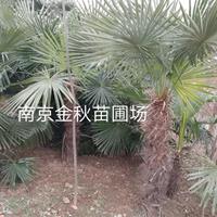 棕榈基地 南京棕榈树市场价格