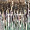 微山湖芦苇 芦苇苗批发 优质芦苇种苗 承接芦苇种植 