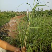 2018芦苇新价格芦苇基地价格芦苇产地小苗价格