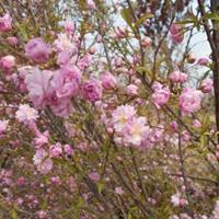 粉花麦李价格，粉花麦李价格，粉花麦李直销