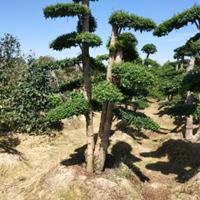 南京浦口占地造型红花继木 绍兴占地小叶女贞造型树 赤楠造型树