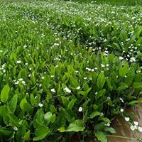 可供广东水生植物|水生植物价格｜泽泄销售