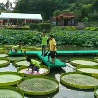 可供云南河道治理哪家好|可供云南大理水生植物供应商｜王莲销售