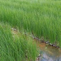 可供海南水生植物|海口水生植物供应商|灯芯草哪里有卖